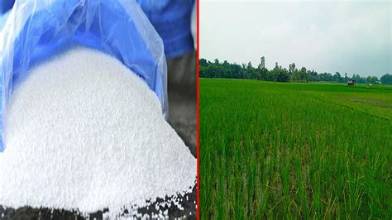 সার সংকট: কাগজে মজুত, মাঠে সংকট!
